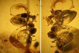 Four Detailed Fossil Ants (Formicidae) In Baltic Amber #139062-2